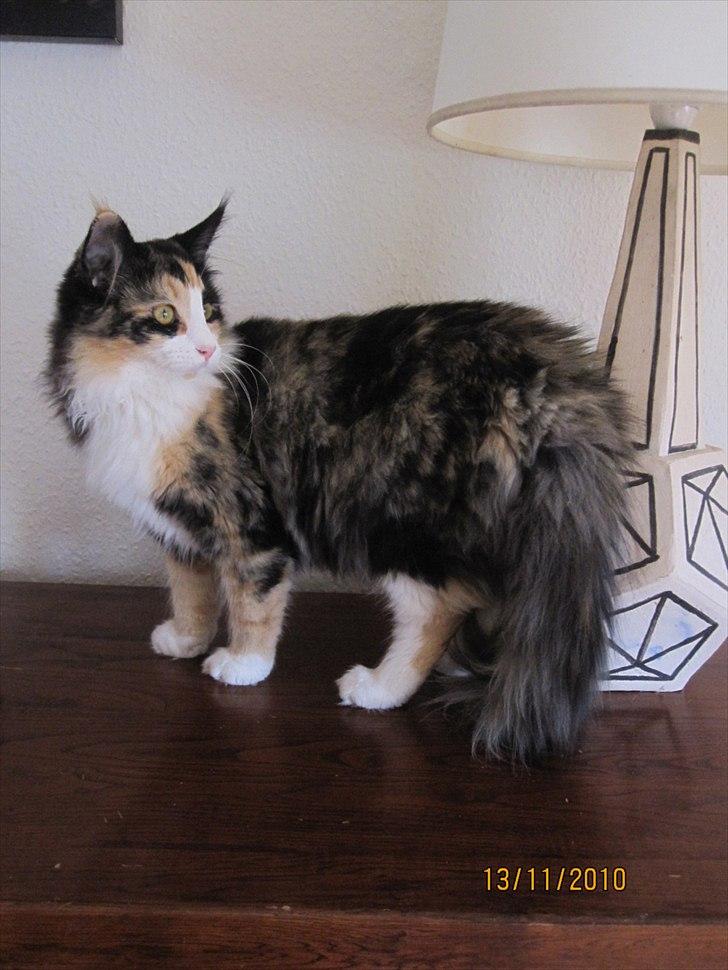 Norsk Skovkat Zeleste billede 6