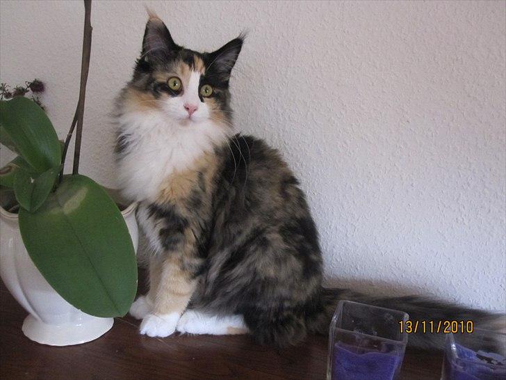 Norsk Skovkat Zeleste billede 7