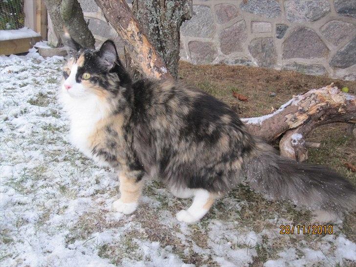 Norsk Skovkat Zeleste billede 8