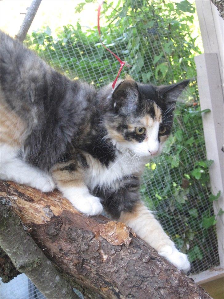 Norsk Skovkat Zeleste billede 10