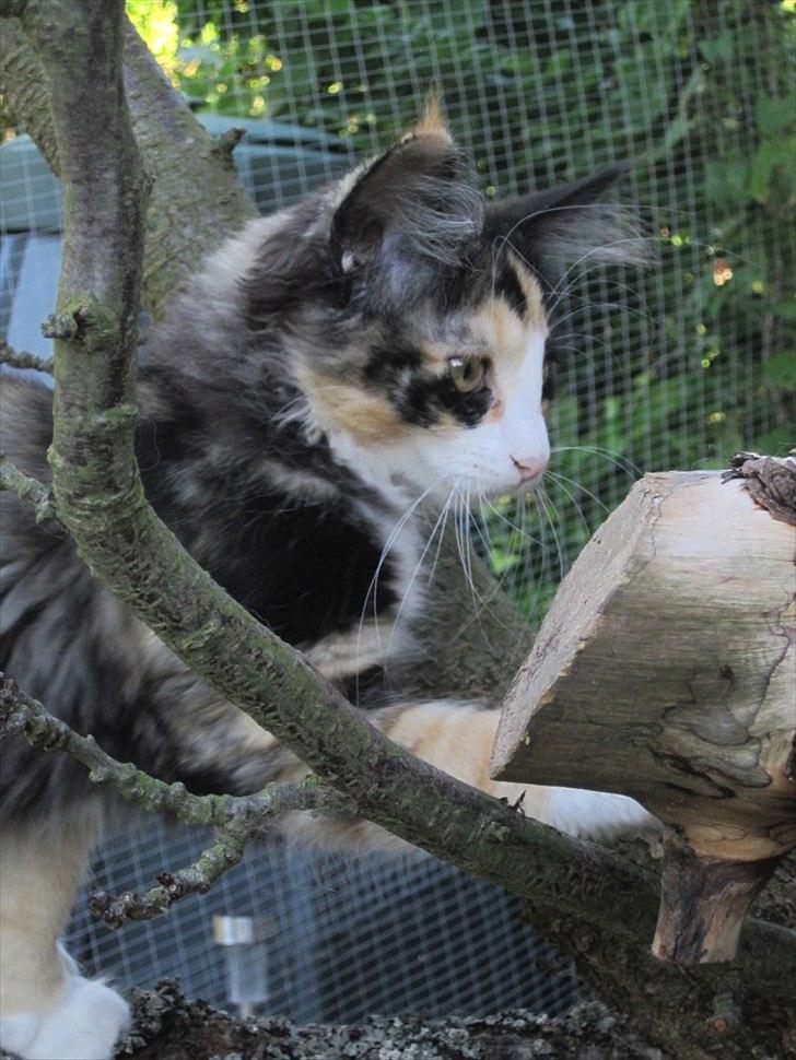 Norsk Skovkat Zeleste billede 11