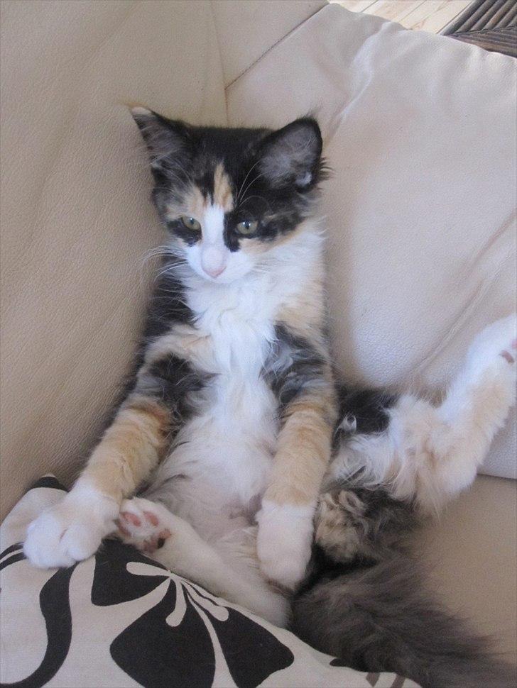 Norsk Skovkat Zeleste billede 12