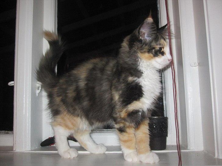 Norsk Skovkat Zeleste billede 13