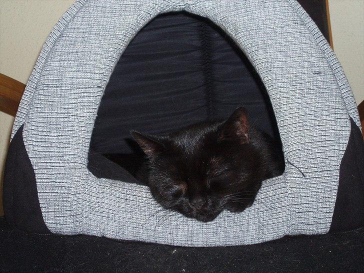 Huskat Musli - Ny kattehule godkendt. ZZZZzzzzzzzzzzZZZZzzzzzzzzzzz billede 17