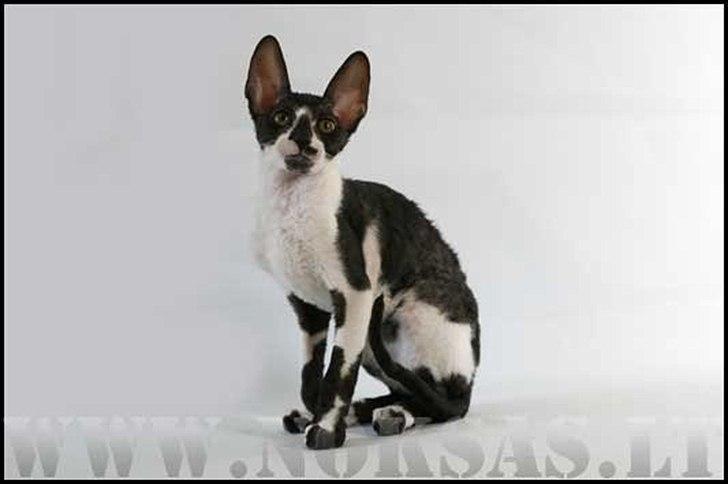Cornish Rex Neron Noksas*LT billede 1