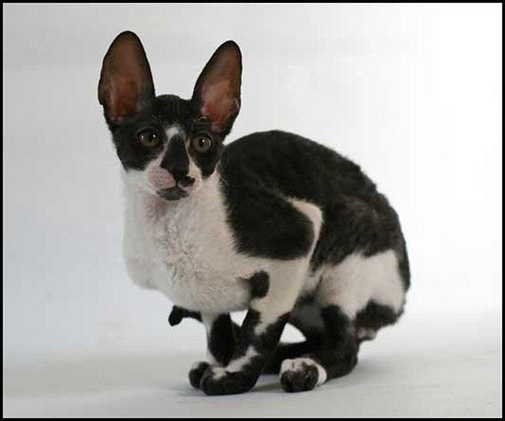 Cornish Rex Neron Noksas*LT billede 2
