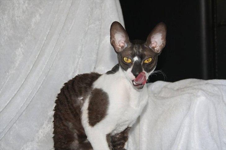 Cornish Rex Neron Noksas*LT billede 3