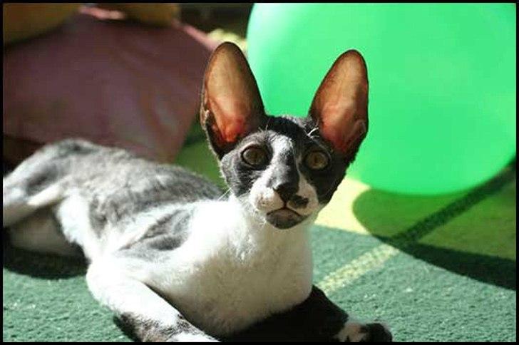 Cornish Rex Neron Noksas*LT billede 4