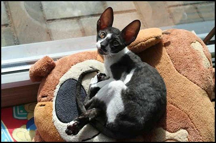 Cornish Rex Neron Noksas*LT billede 5