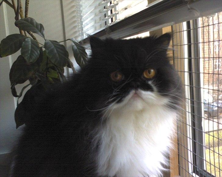 Perser Ludvig †  - Altid yndefulde Ludvig billede 1