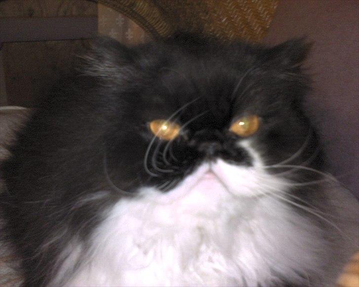 Perser Ludvig †  - Lige vågnet billede 8