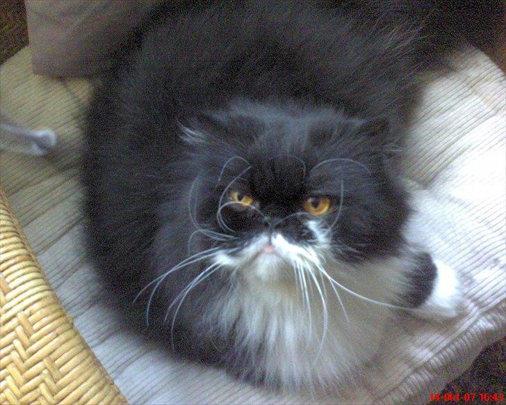 Perser Ludvig †  - Hygge i stolen billede 9