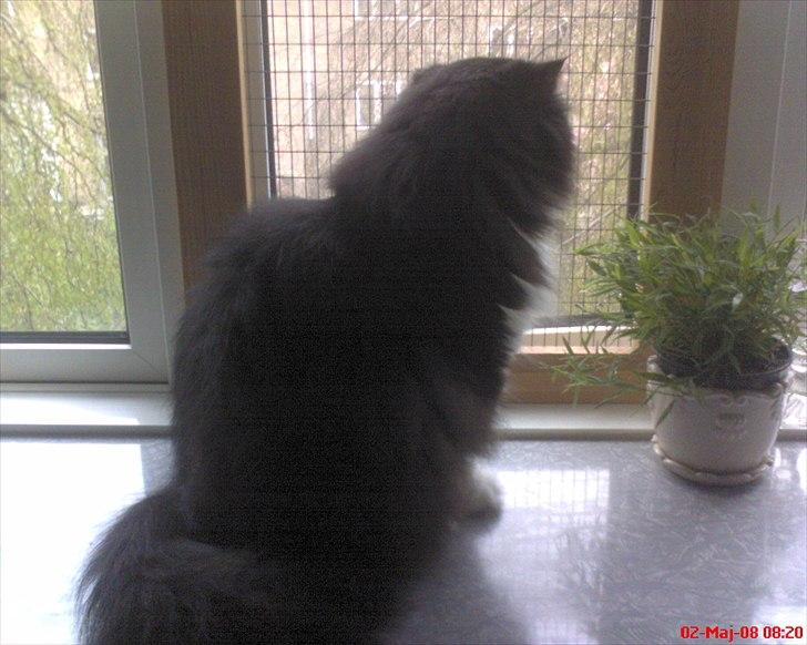 Perser Ludvig †  - Nyder udsigten billede 6