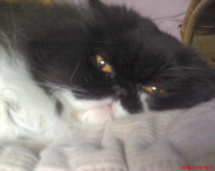 Perser Ludvig †  - Min skat billede 5