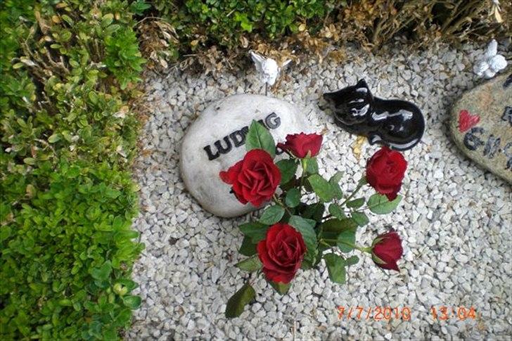 Perser Ludvig †  - Hans 1 års dag, jeg satte roser. billede 2