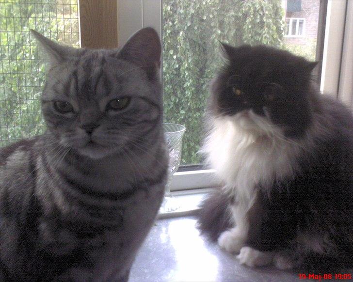 Perser Ludvig †  - Sammen med Albert billede 4