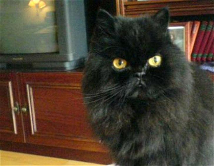 Perser Rasmus †  - Smuksakken billede 1