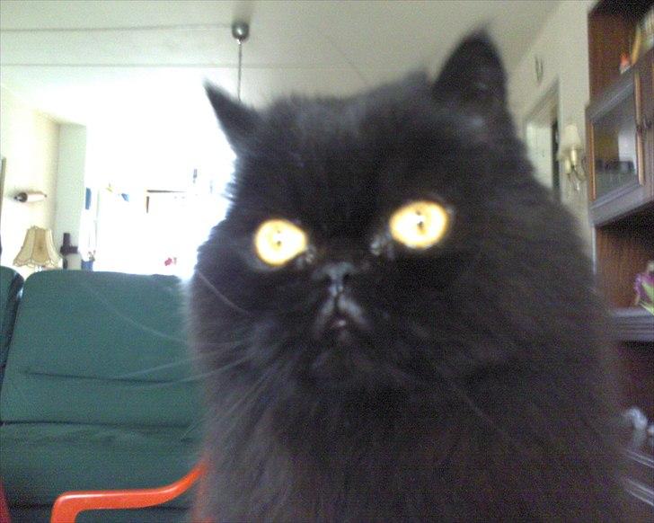 Perser Rasmus †  - Han er ikke en alien billede 2