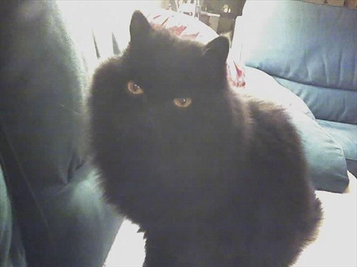 Perser Rasmus †  - Falder i staver... billede 3