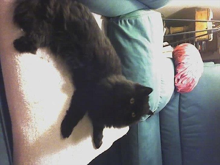 Perser Rasmus †  - På sin faste plads billede 4