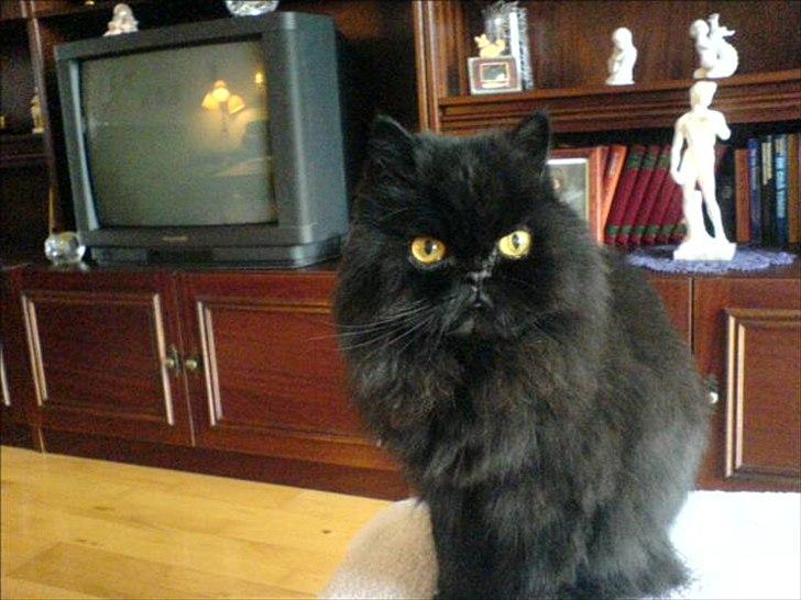 Perser Rasmus †  - Sidder på fars taburet billede 5