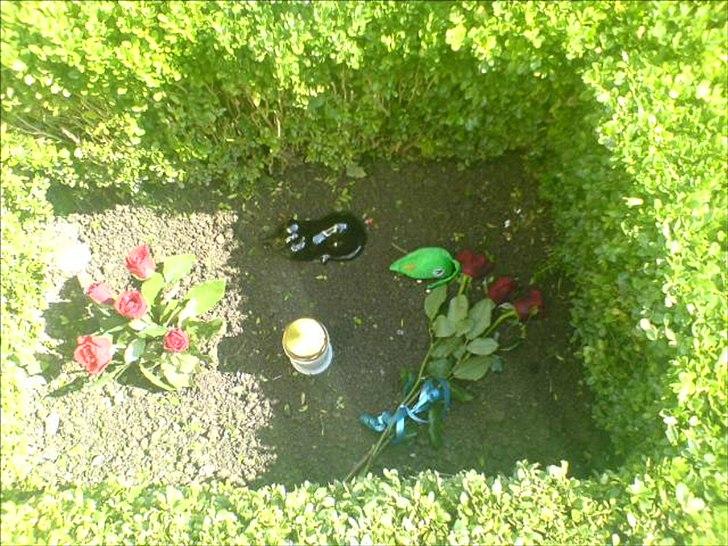 Perser Rasmus †  - Den grønne mus var hans ynglings legetøj. billede 7