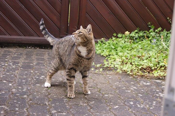 Huskat Elvis - R.I.P Sov godt billede 9