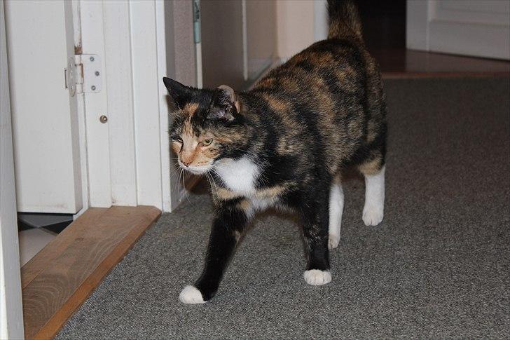 Huskat Nala <3 - Tak fordi i ville kigge på Nala´s  profil! Læg gerne en kommentar eller/og bedømmelse :D <3 billede 9