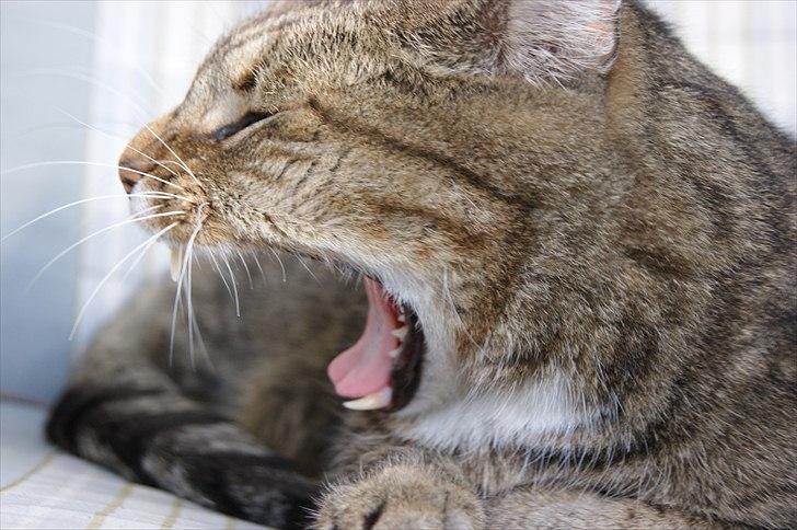 Huskat Elvis - R.I.P Sov godt billede 10