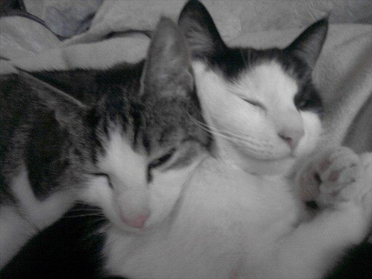 Huskat BellaPige - Bella er eksket af snif :D billede 9