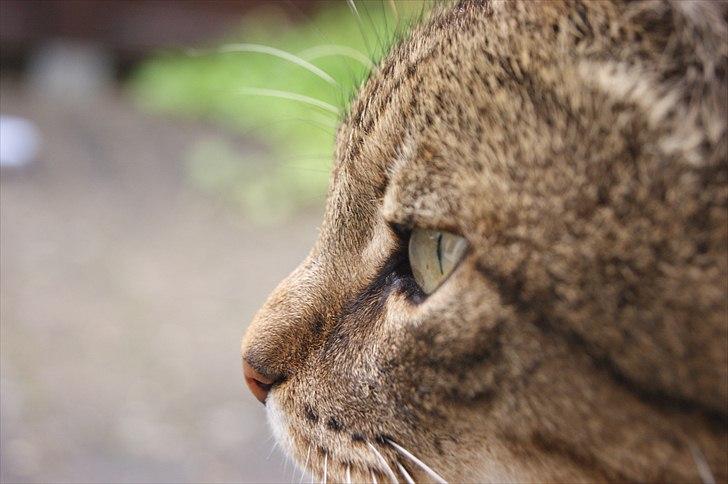 Huskat Elvis - R.I.P Sov godt billede 18