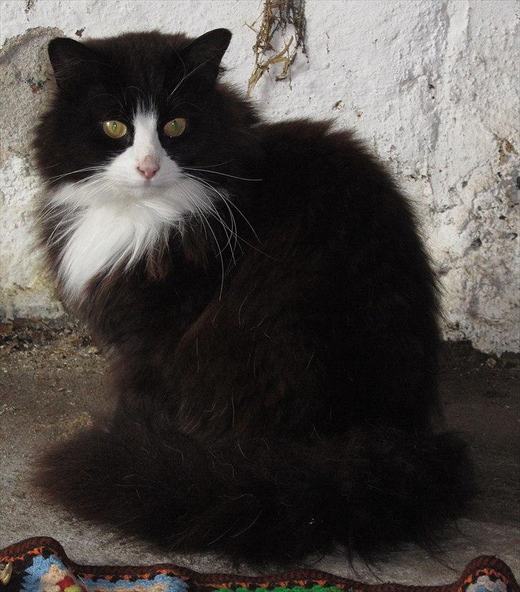 Blanding af racer <3 Miv <3 - # 14. Smukke Miv i dere nye indendørs del af hankatte løbegården. Taget 15 maj 2011 billede 14