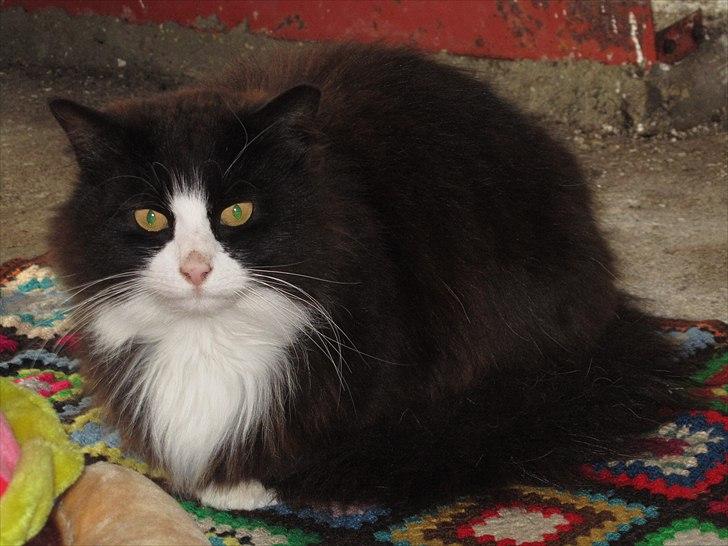 Blanding af racer <3 Miv <3 - # 10. Ligger rigtig og hygger sig. Taget d. 15 maj 2011 billede 10