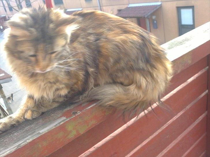 Maine Coon Piña Colada billede 19