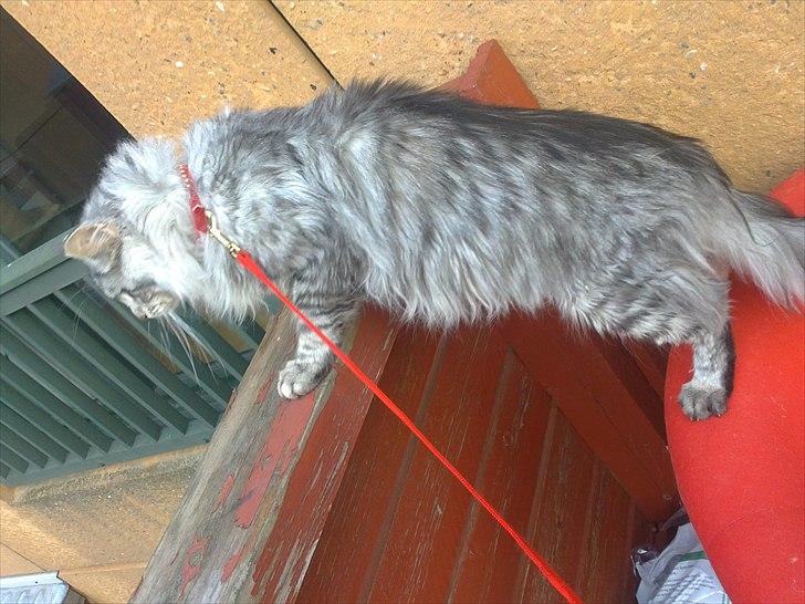 Maine Coon Dolce billede 11