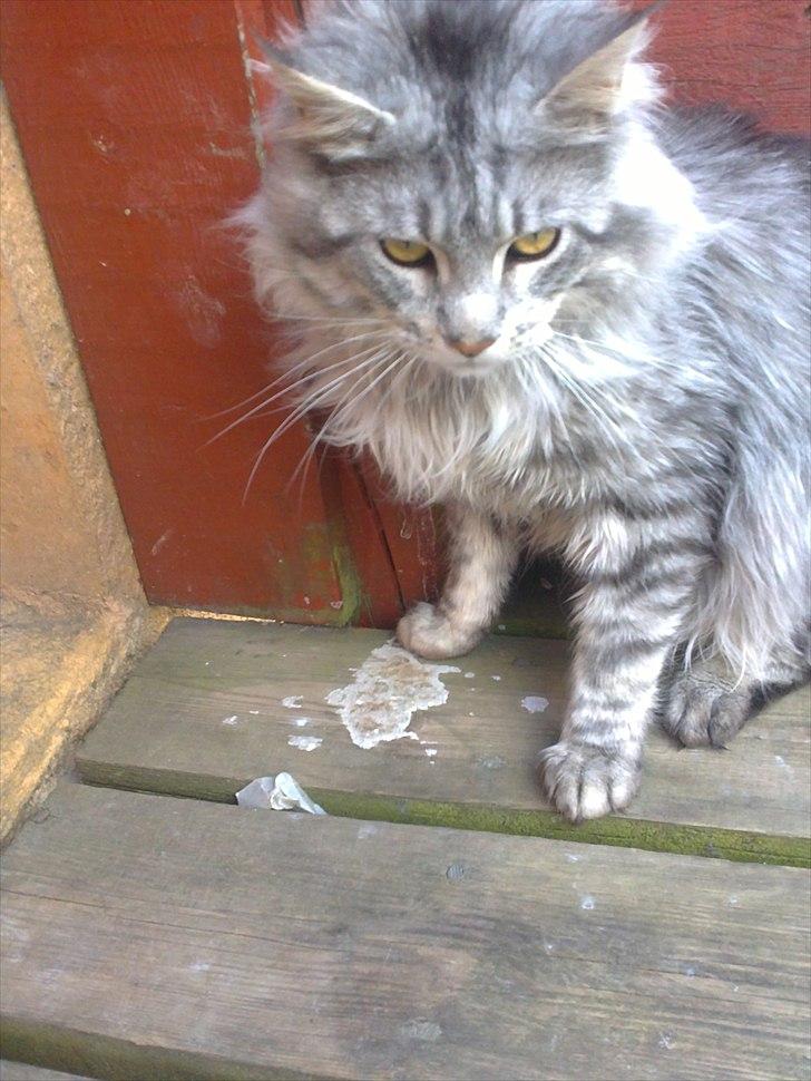 Maine Coon Dolce billede 12