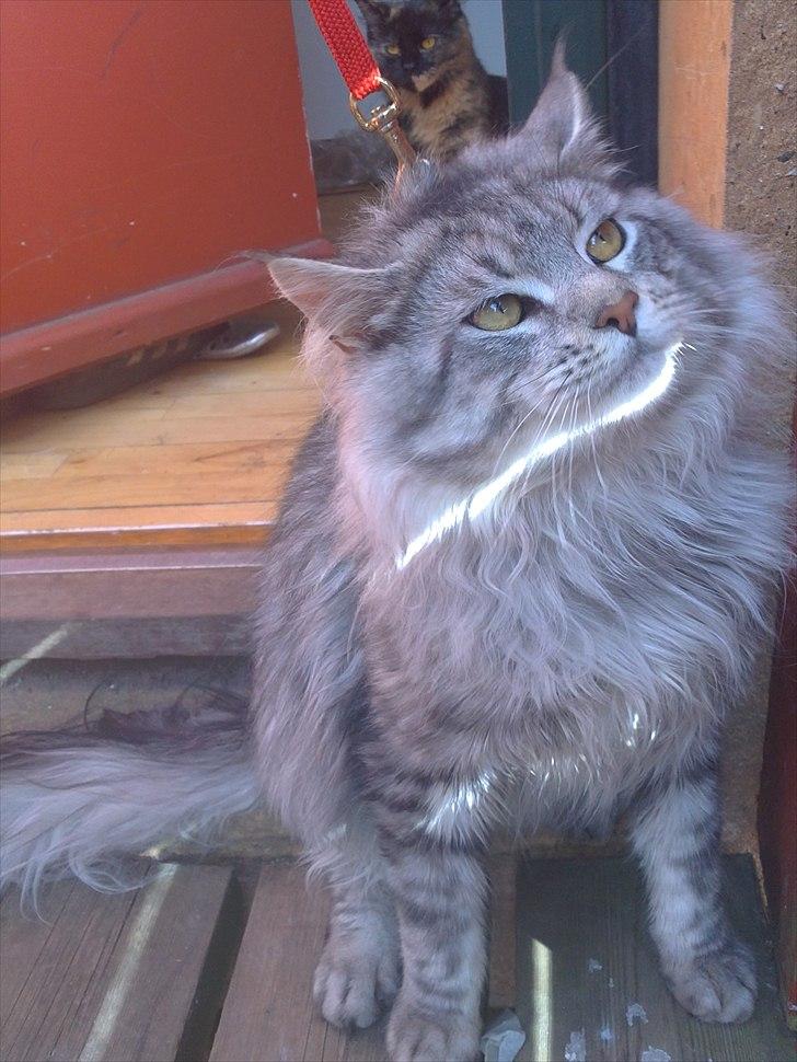 Maine Coon Dolce billede 13