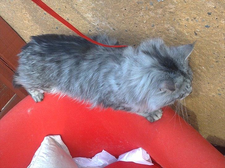 Maine Coon Dolce billede 14