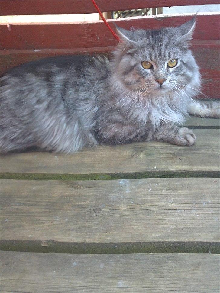 Maine Coon Dolce billede 15