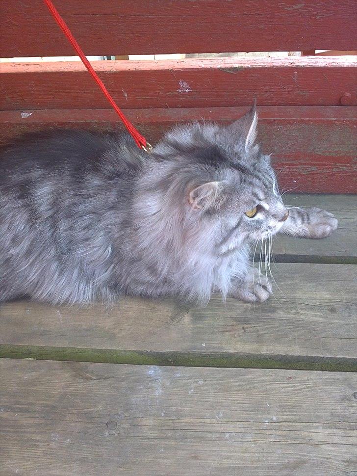 Maine Coon Dolce billede 16