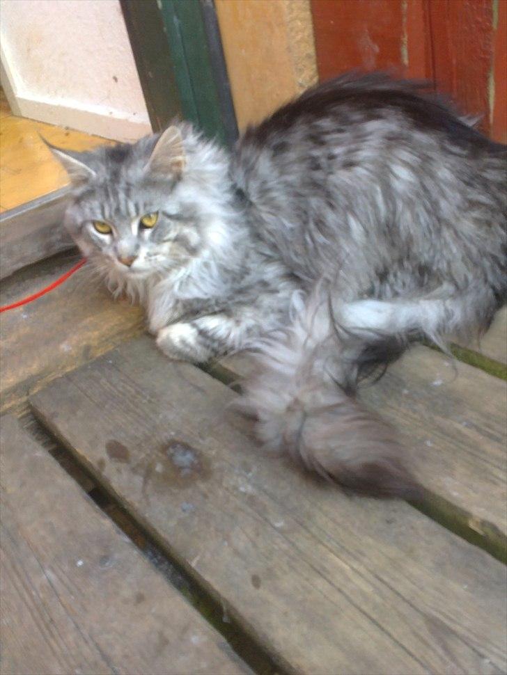 Maine Coon Dolce billede 18