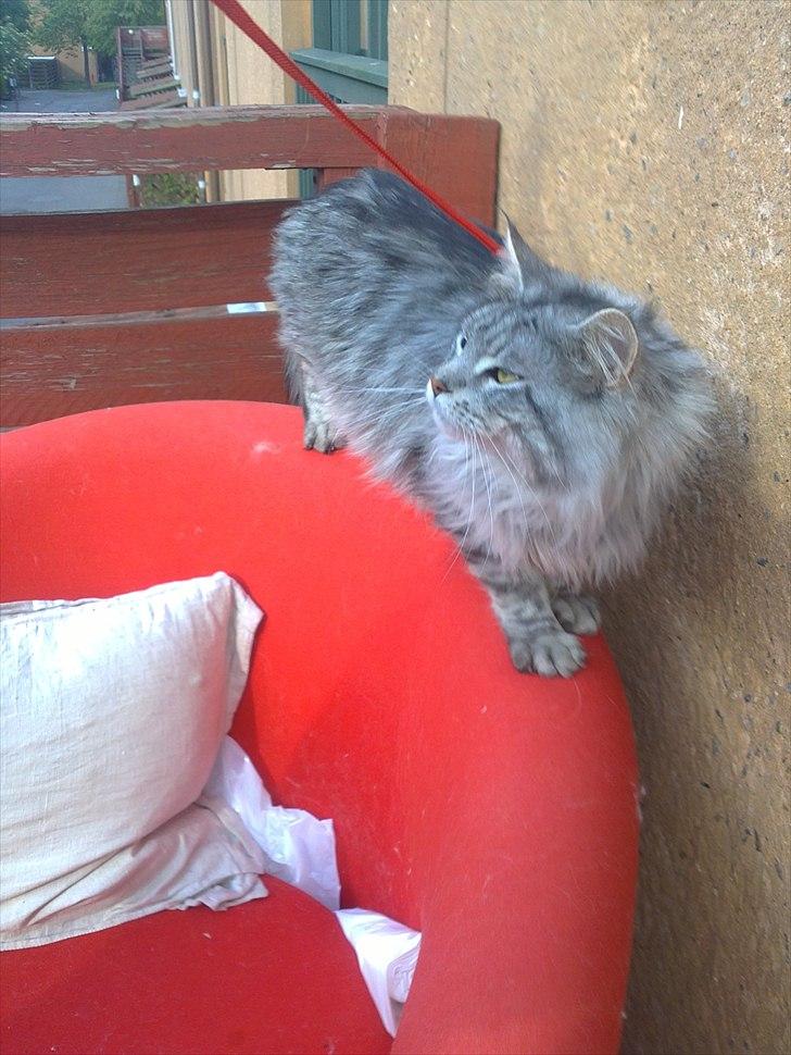 Maine Coon Dolce billede 19