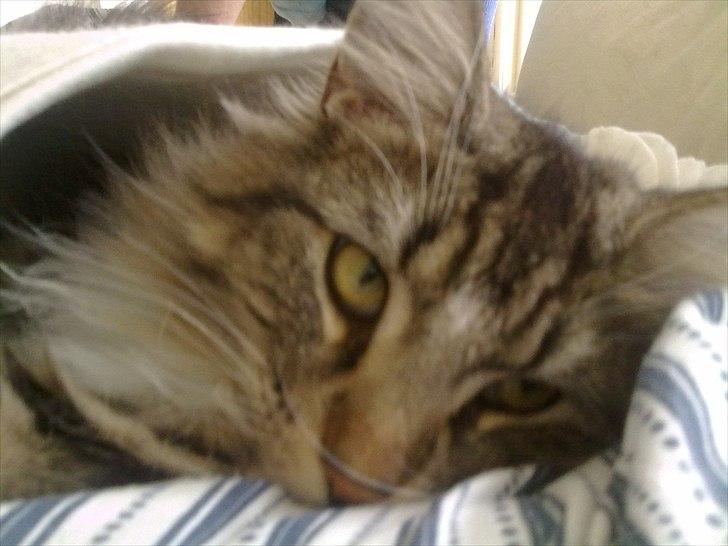 Norsk Skovkat DK H.M.Cats Casino Royale billede 3