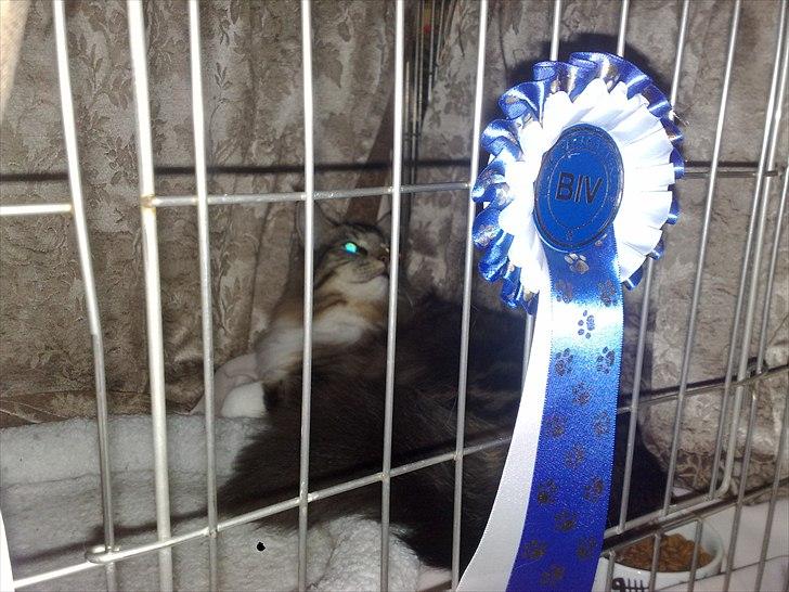 Norsk Skovkat DK H.M.Cats Casino Royale billede 7