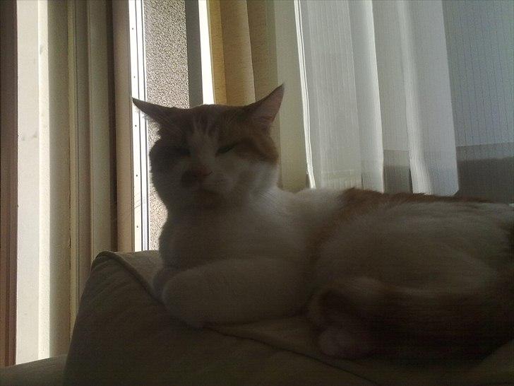 Blanding af racer Mikkel  billede 13