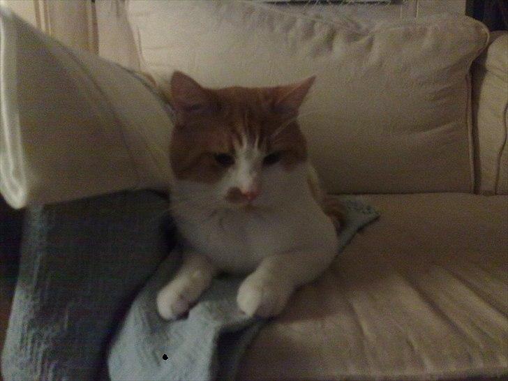 Blanding af racer Mikkel  billede 1