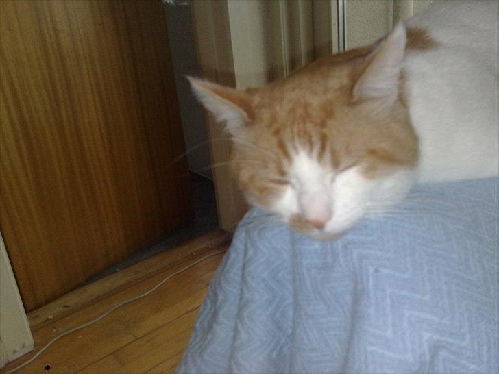 Blanding af racer Mikkel  billede 15