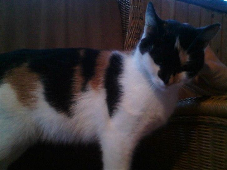 Huskat Molly - Velkommen til lille molly's profil :D  billede 1