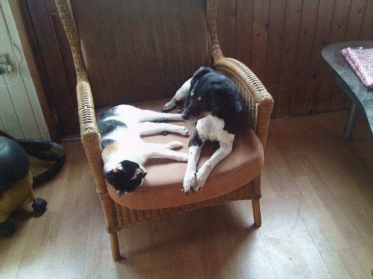 Huskat Molly - Molly's bedste ven er en hund :D  billede 2