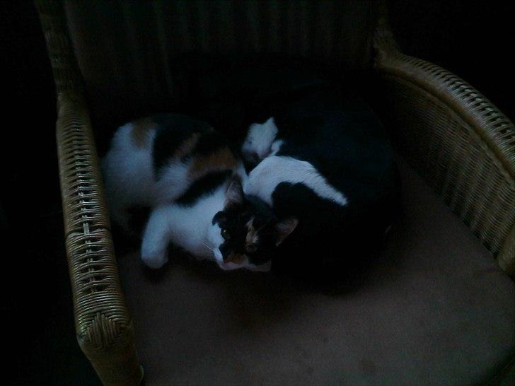 Huskat Molly - molly og kvik billede 3